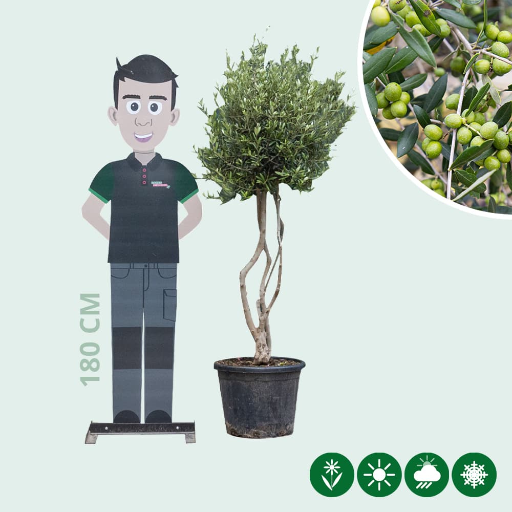 Olivenbaum mehrstämmig