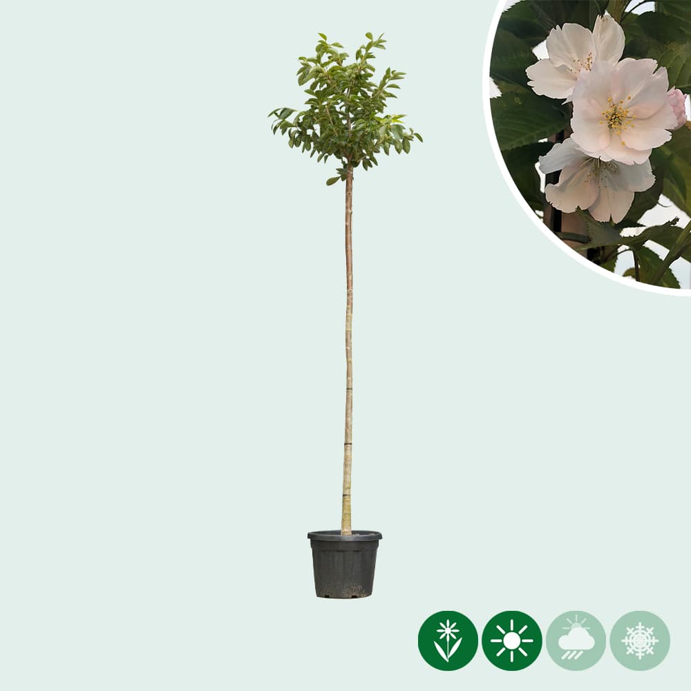 Japanische Blütenkirsche 'Yedoensis'