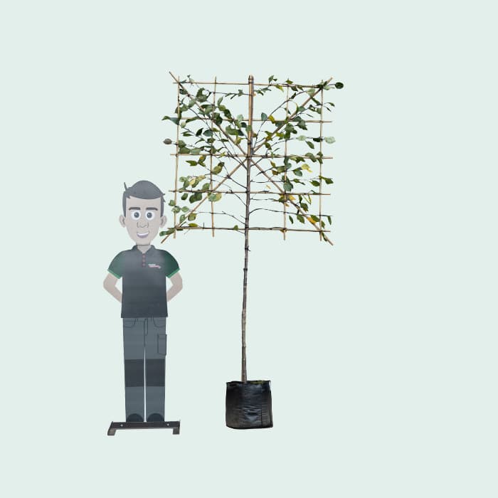 Rotblättriger Zierapfel als Spalier 120cm