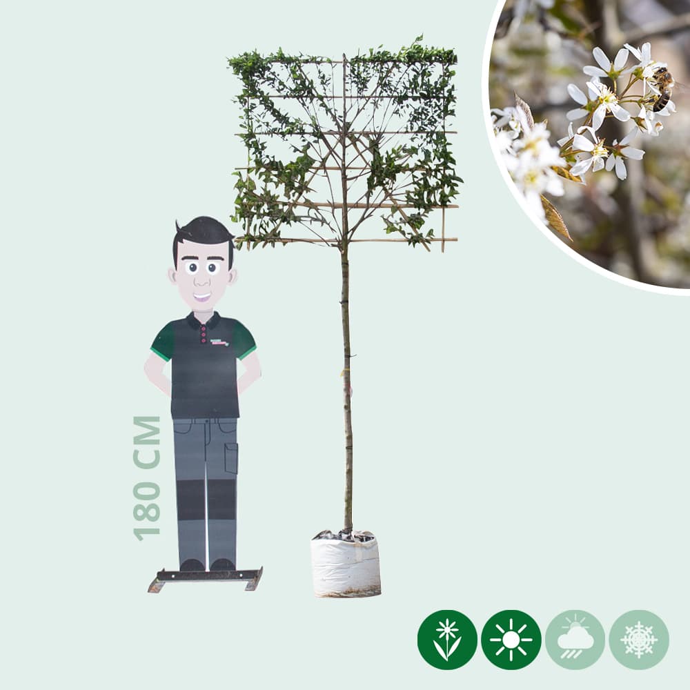 Felsenbirne als Spalier