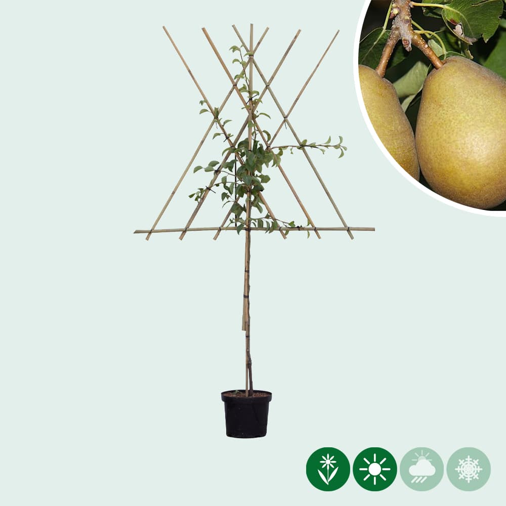 Birnenbaum als Spalier