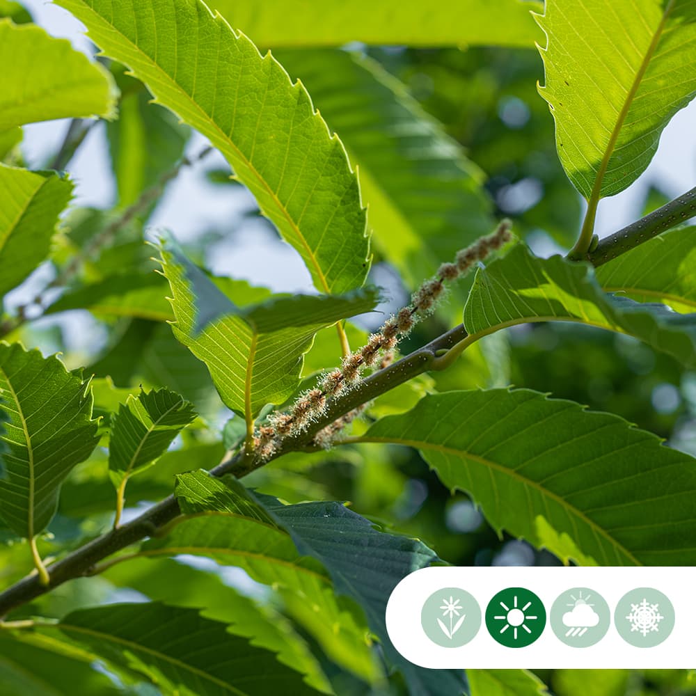 Edelkastanie Doree de Lyon