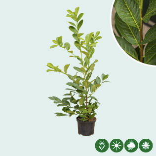 Kirschlorbeer Rotundifolia