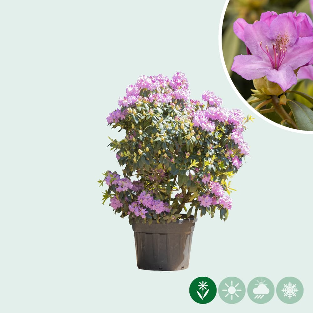 Rhododendron catawbiense 'Grandiflorum'