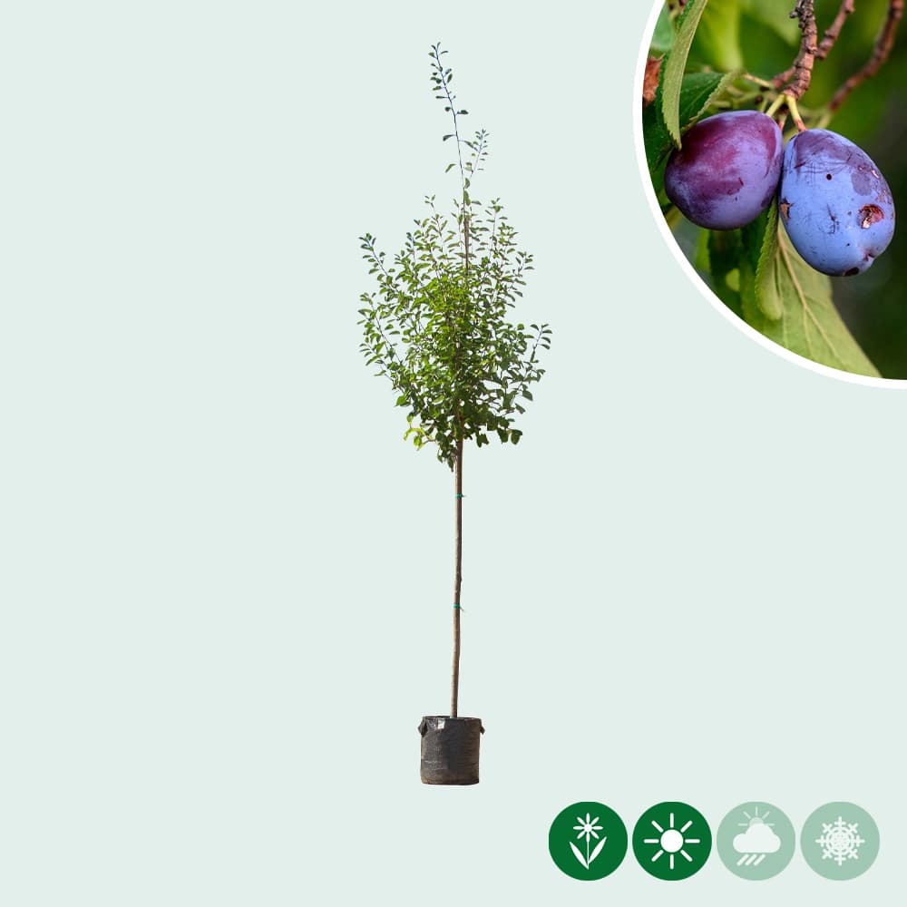 Prunus domestica Victoria