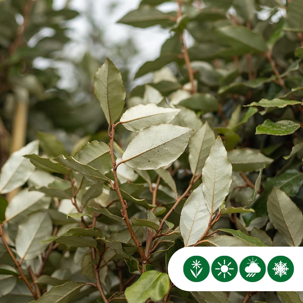 Ölweide Hecke 60 cm