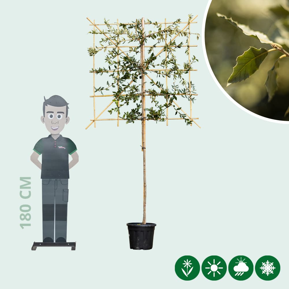 Steineiche als Spalier 120 cm