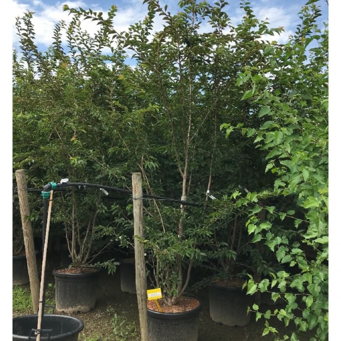 Japanische Blütenkirsche 'Autumnalis Rosea' Solitär