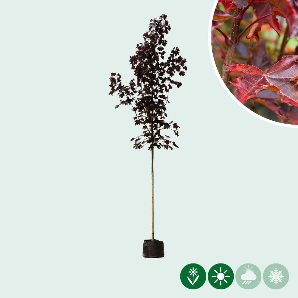 Oregon-Blutahorn 'Royal Red'