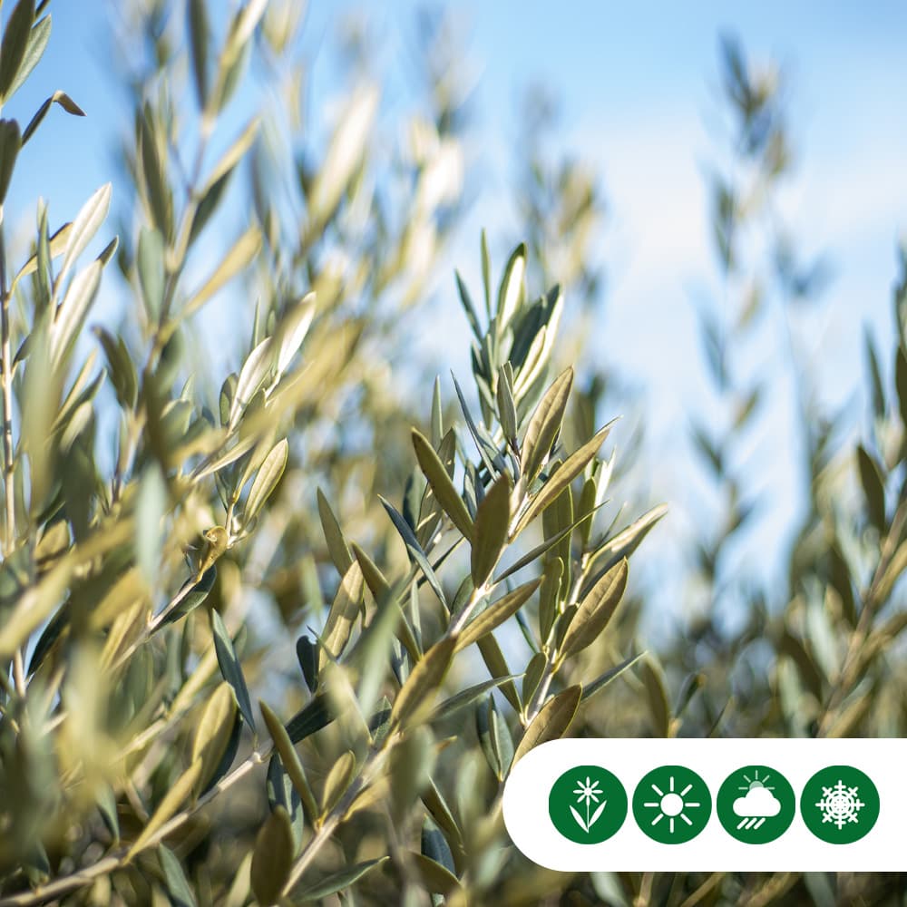 Olivenbaum mehrstämmig