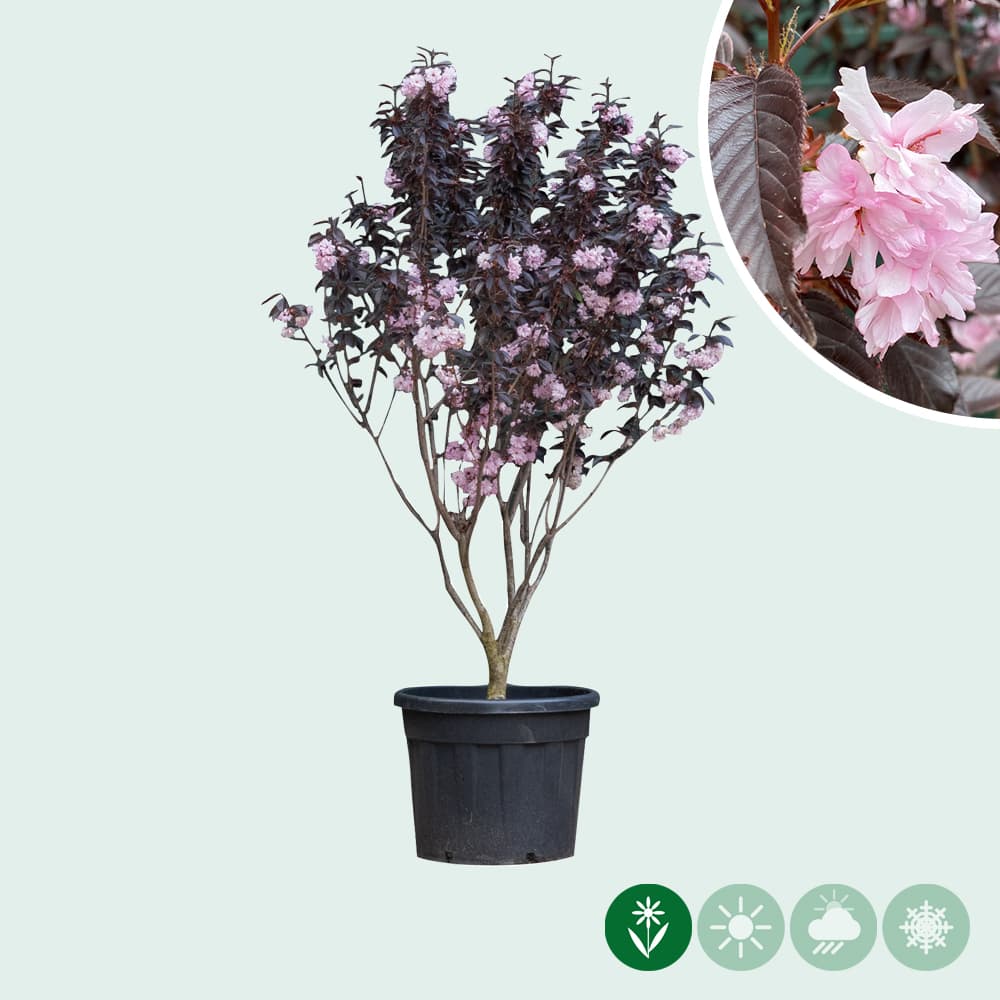 Mehrstämmige Japanische Blütenkirsche