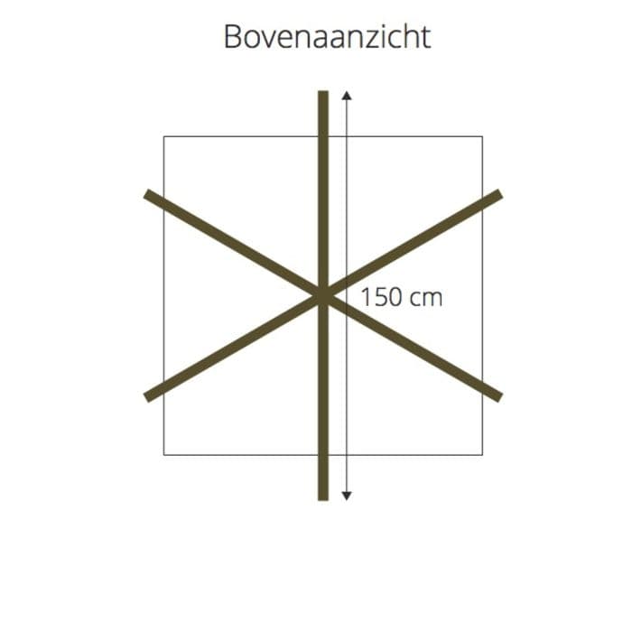 Dach-Hainbuche in Kreuzform