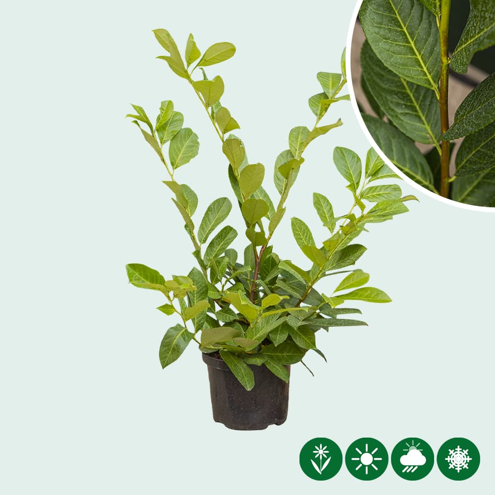 Kirschlorbeerhecke 'Rotundifolia'