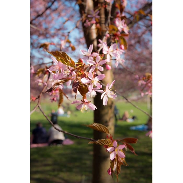 Japanische Blütenkirsche sargenti