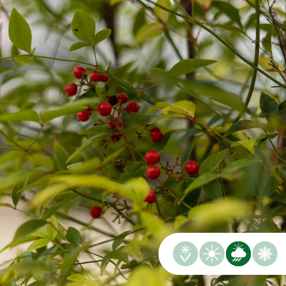 Himmelsbambus Gulfstream