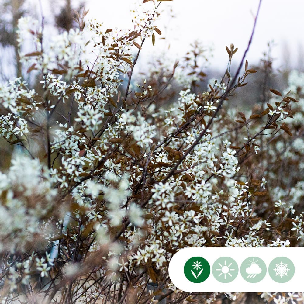 Mehrstämmige Felsenbirne