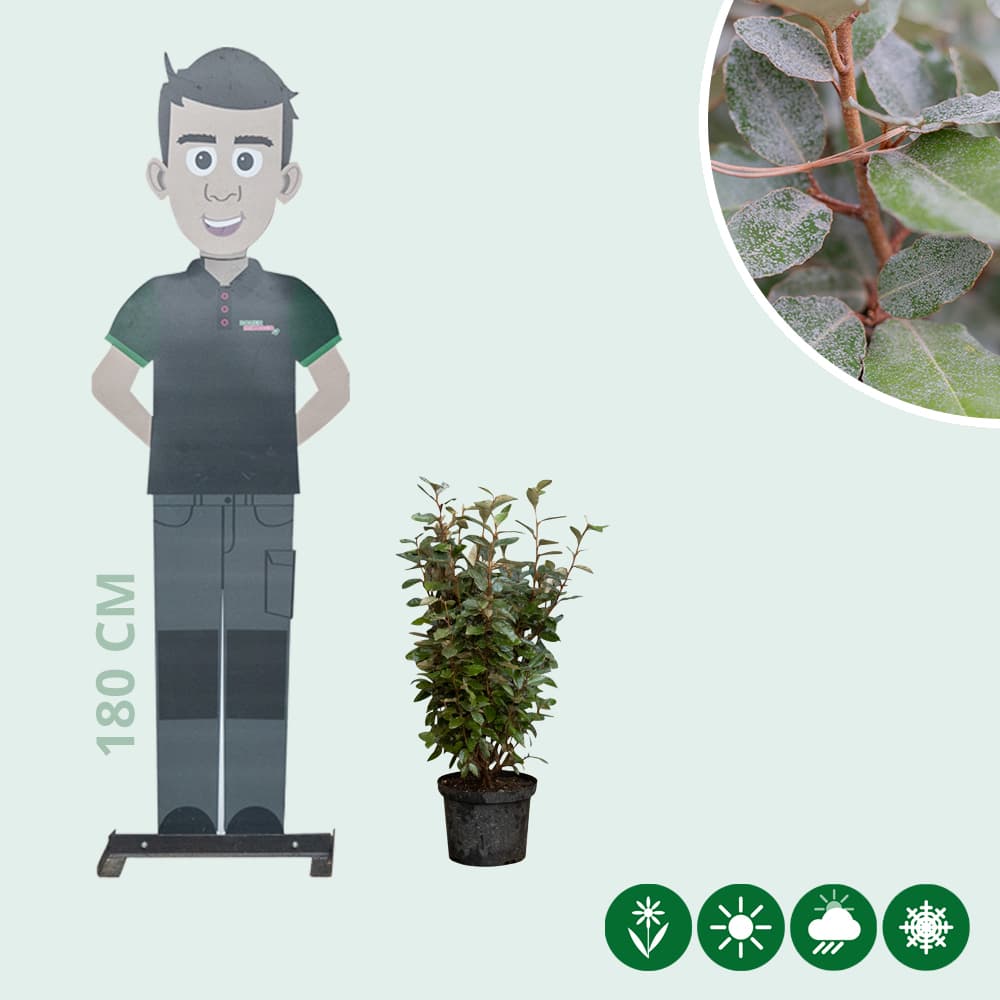 Ölweide Hecke 60 cm