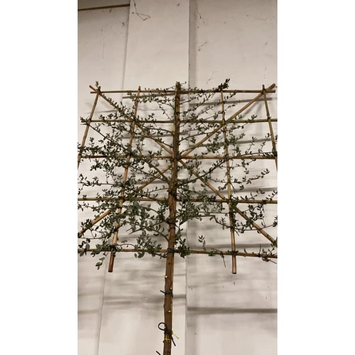 Korkeiche als Spalier