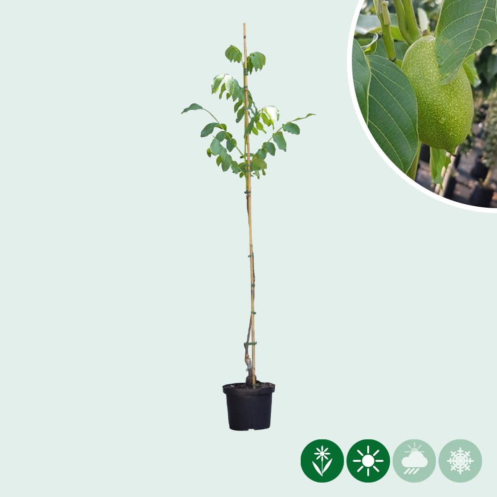 Walnussbaum Lange van Lod