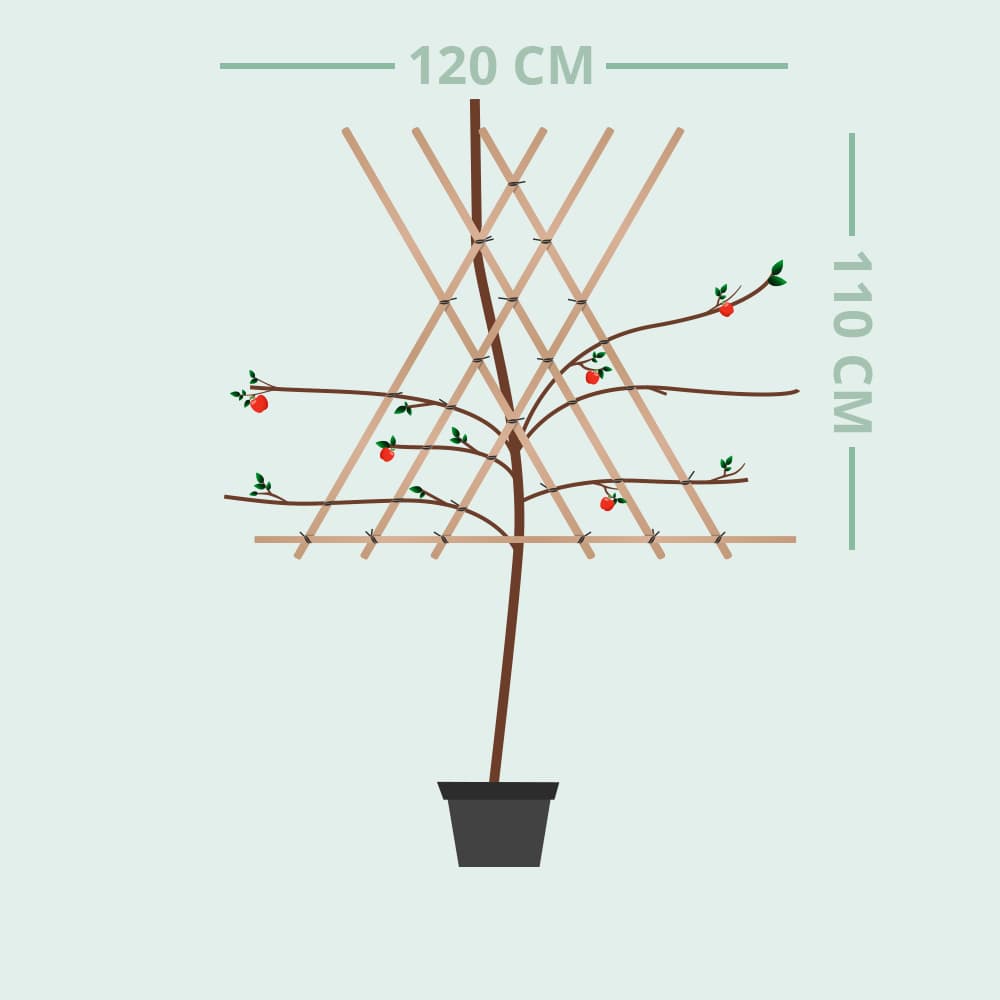 Malus d. 'Elstar' als Spalier