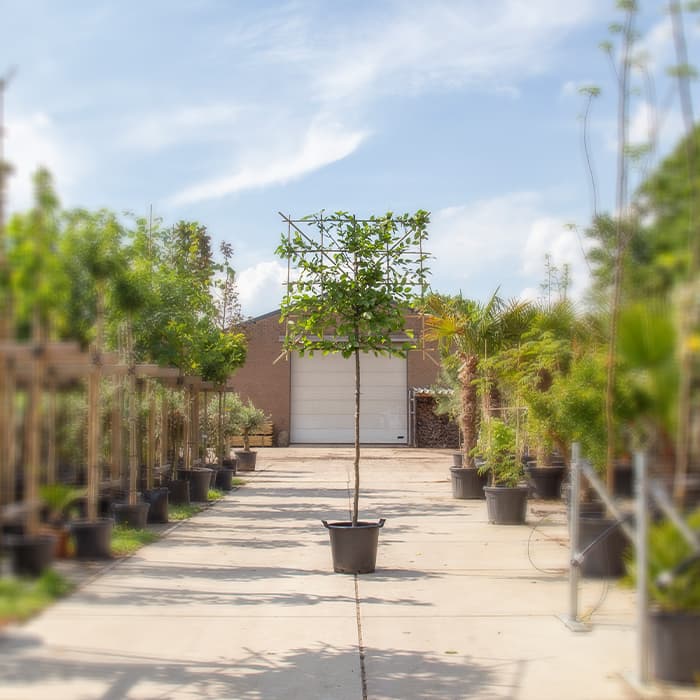 Hainbuche als Spalier