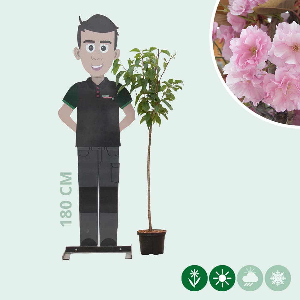 Japanische Blütenkirsche