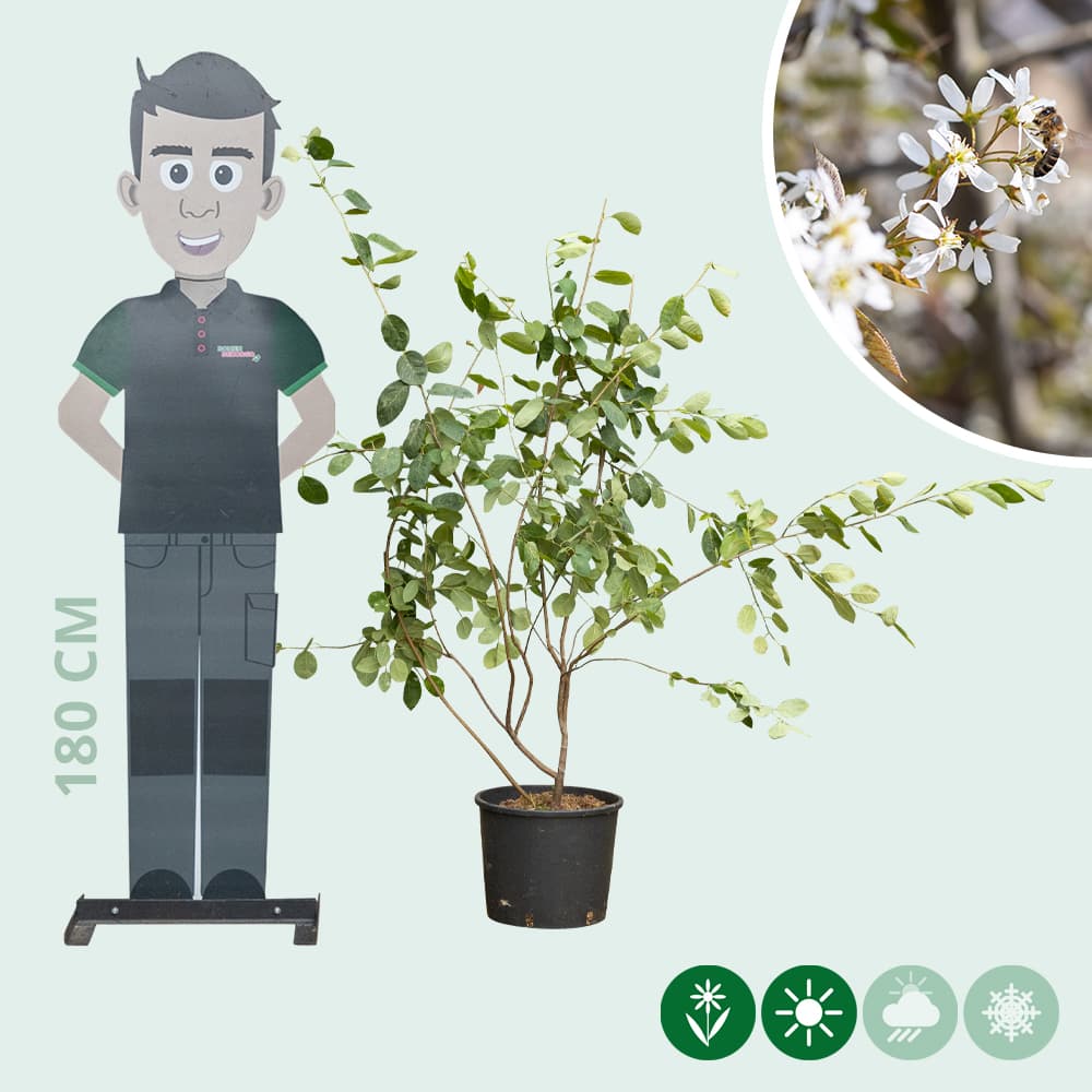 Mehrstämmige Felsenbirne