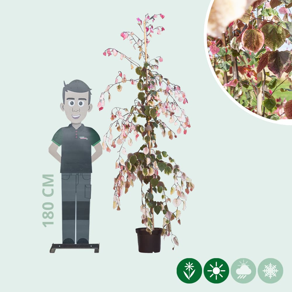 Judasbaum Carolina Sweetheart