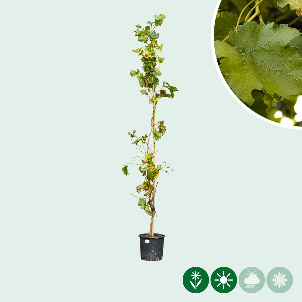 Weinbaum Rot auf Stock