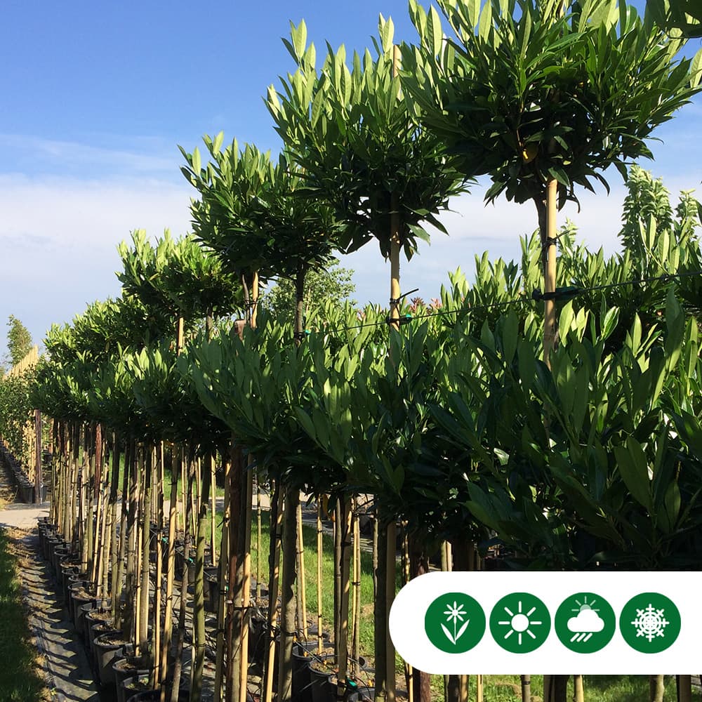 Kugel-Lorbeer Otto Luyken