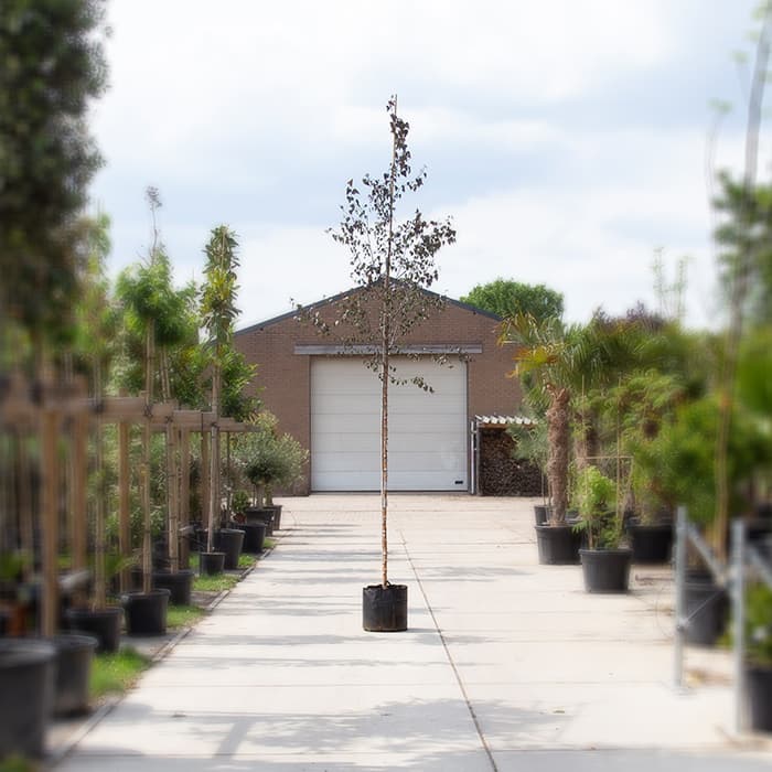 Rotblättrige Birke 2