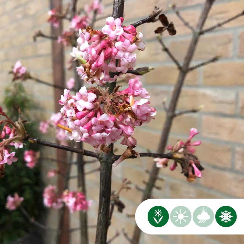 Schneeball mehrstämmig