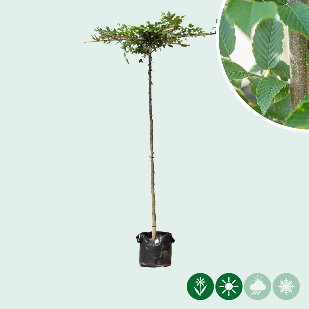 Dach-Hainbuche in Kreuzform