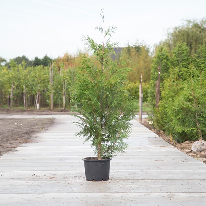Thuja occidentalis 'Excelsa'