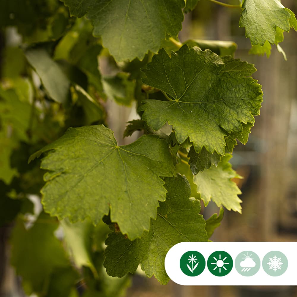 Weinbaum Weiß auf Stock