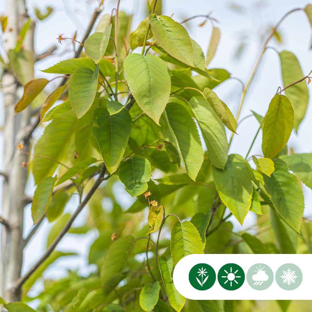 Felsenbirne Robin Hill