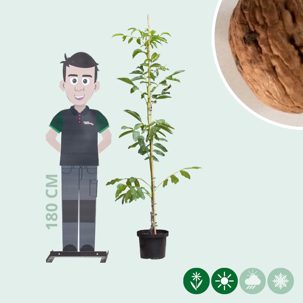 Walnussbaum Broadview