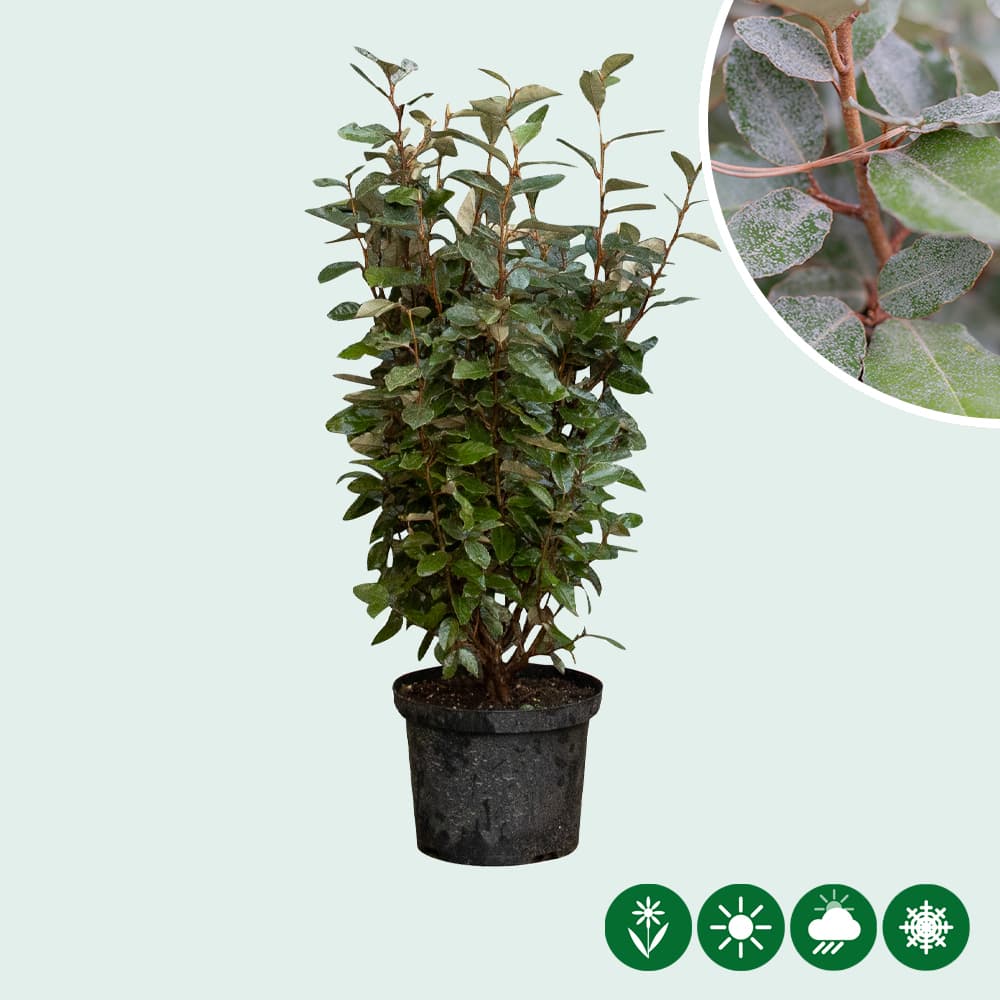 Ölweide Hecke 60 cm