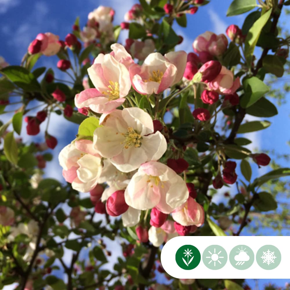 Zierapfel als Spalier