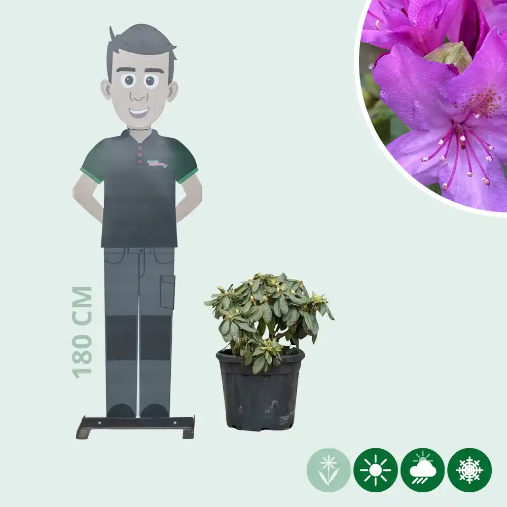 Rhododendron 'Marcel Menard'