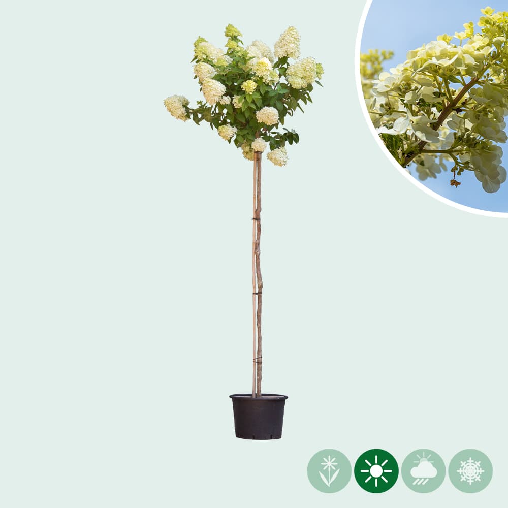 Hortensien auf Stamm