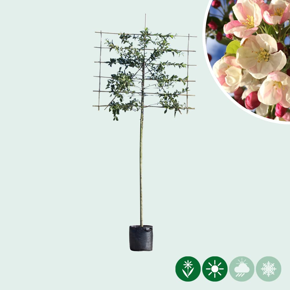 Malus 'Red Sentinel' als Spalier