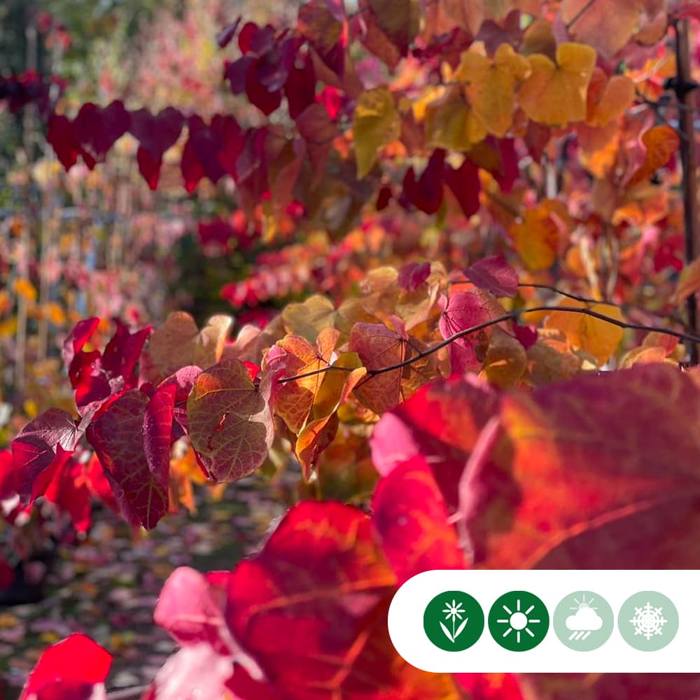 Judasbaum Eternal Flame