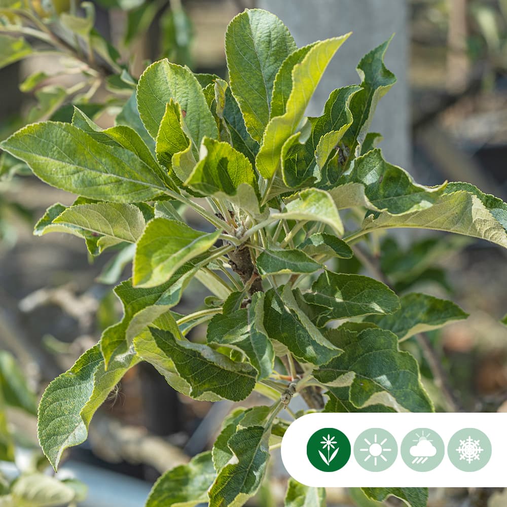 Großer Apfelbaum Elstar