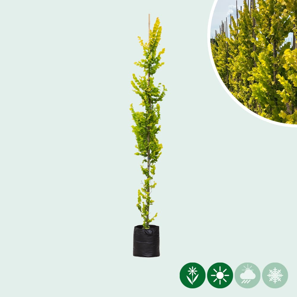 Goldulme Spindelbusch