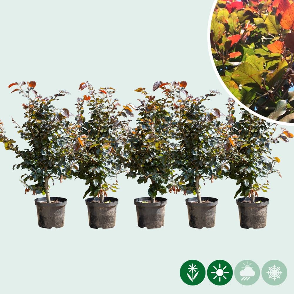 Blutbuchenhecke pro Meter einreihig