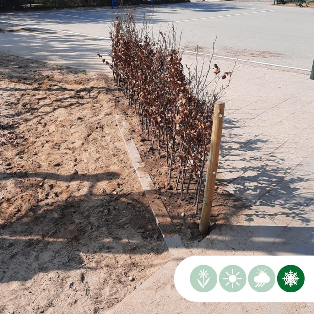 Blutbuchenhecke pro Meter zweireihig