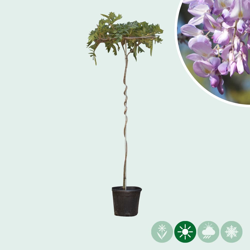 Dachbaum Blauer Regen