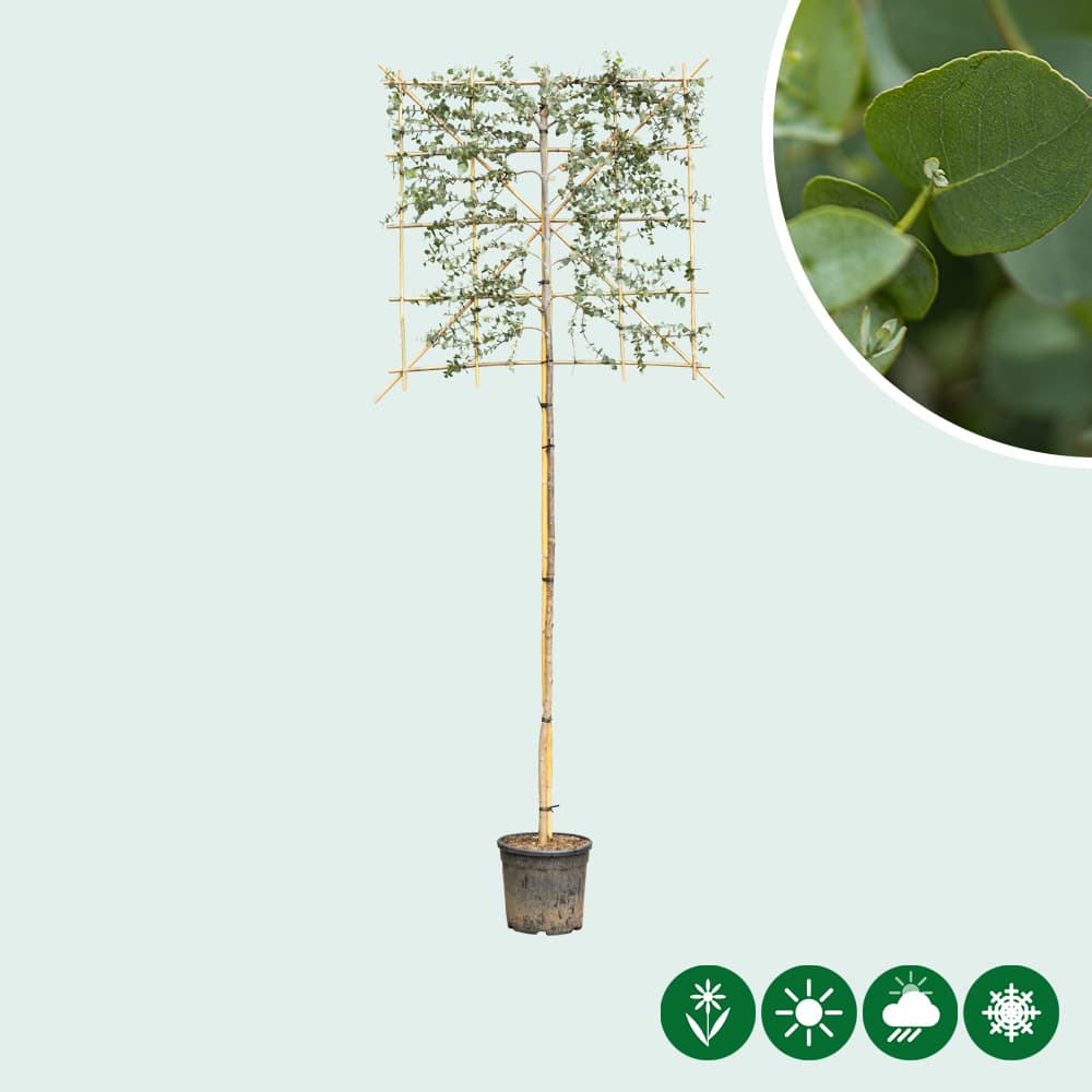 Mostgummi-Eukalyptus als spalier