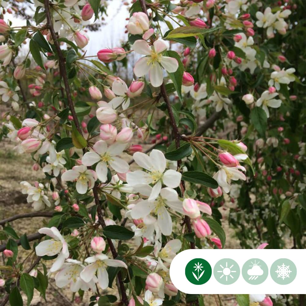 Grüner Hänge-Zierapfel